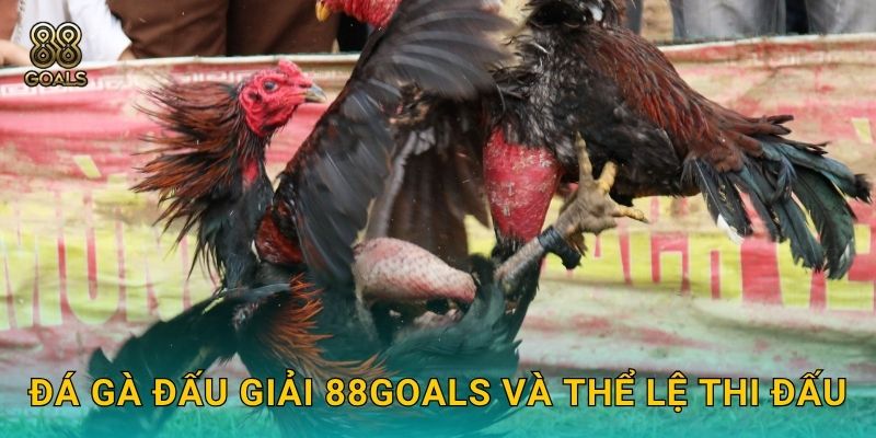 Đá gà đấu giải 88goals và thể lệ thi đấu