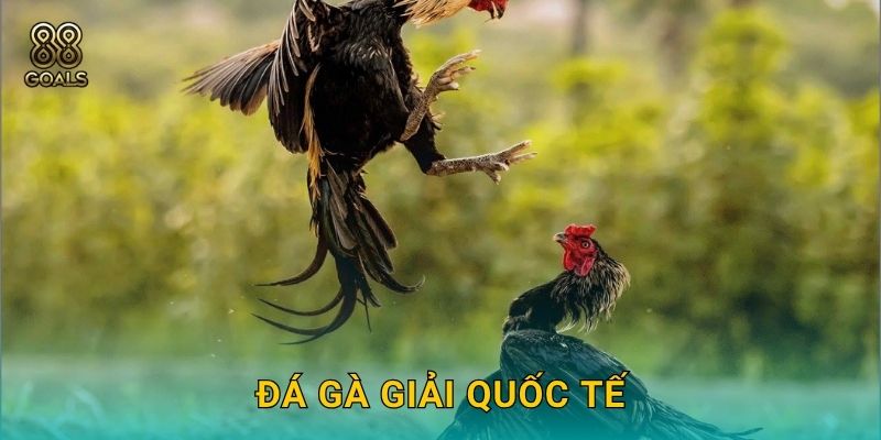 Đá gà giải quốc tế – Sôi động và công bằng tại 88goals