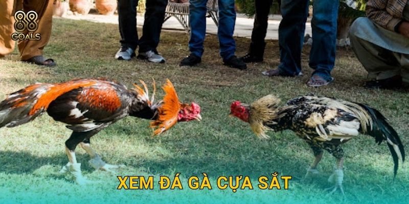 Xem đá gà cựa sắt – Đấu đỉnh cao, kết quả minh bạch tại 88goals