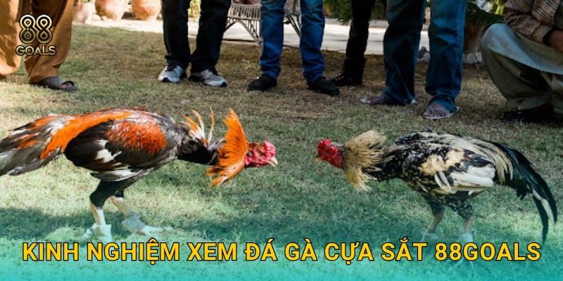 Kinh nghiệm xem đá gà cựa sắt 88goals