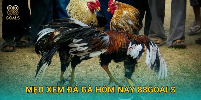 Mẹo xem đá gà hôm nay 88goals