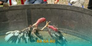 Đá gà ảo – Giải trí mọi lúc với công nghệ tại 88goals