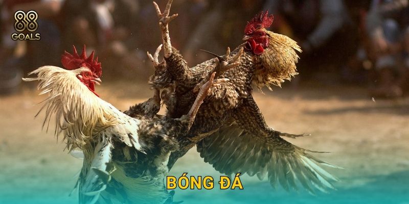 Bóng đá – Cược đỉnh cao cùng tỉ lệ hấp dẫn tại 88goals